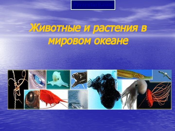 Животные и растения в мировом океанеPrezentacii.com