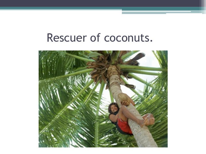 Rescuer of coconuts.