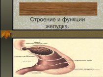 Строение и функции желудка