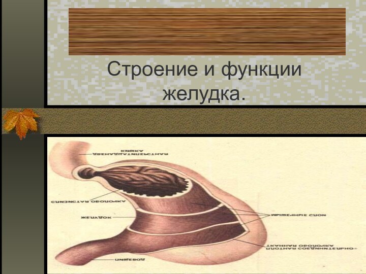 Строение и функции желудка.Практическая работа.