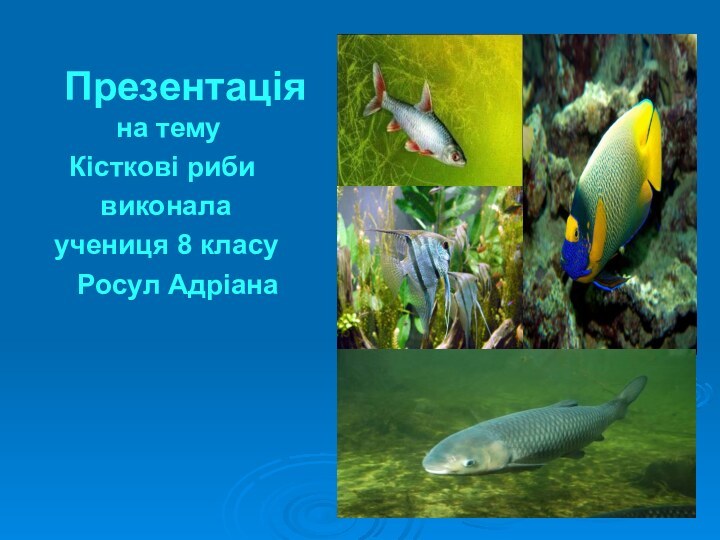 Презентація     на тему  Кісткові риби