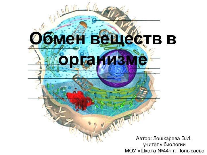 Обмен веществ в организмеАвтор: Лошкарева В.И., учитель биологии МОУ «Школа №44» г. Полысаево