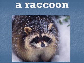 A raccoon