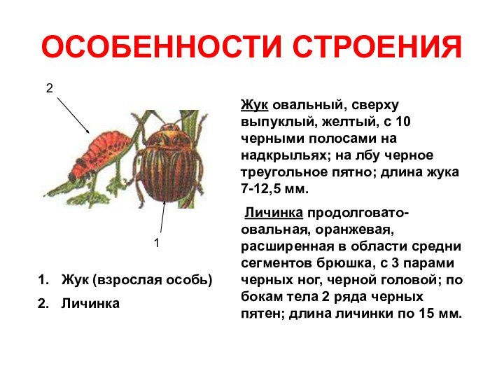 Какой тип развития характерен для колорадского жука изображенного на рисунке 1 обоснуйте свой ответ