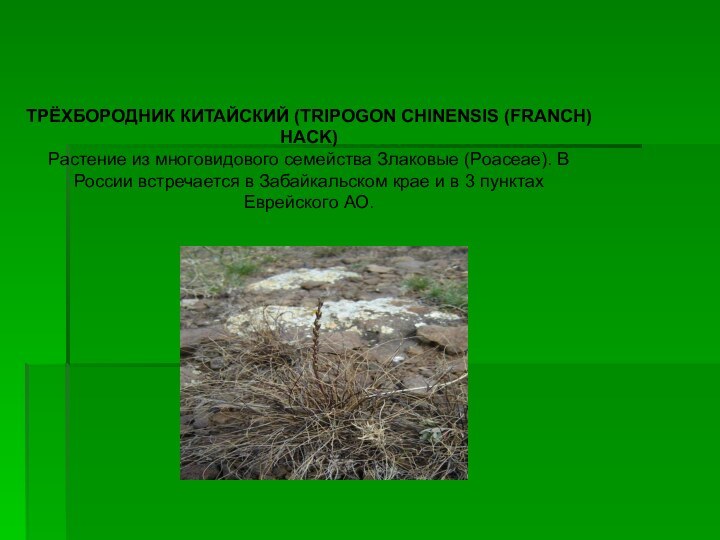 ТРЁХБОРОДНИК КИТАЙСКИЙ (TRIPOGON CHINENSIS (FRANCH) HACK)Растение из многовидового семейства Злаковые (Poaceae). В