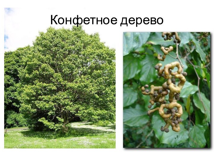 Конфетное дерево