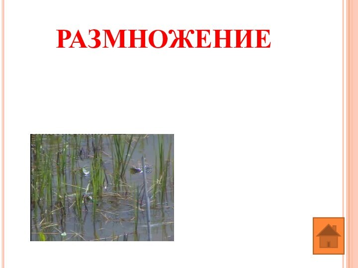 РАЗМНОЖЕНИЕ