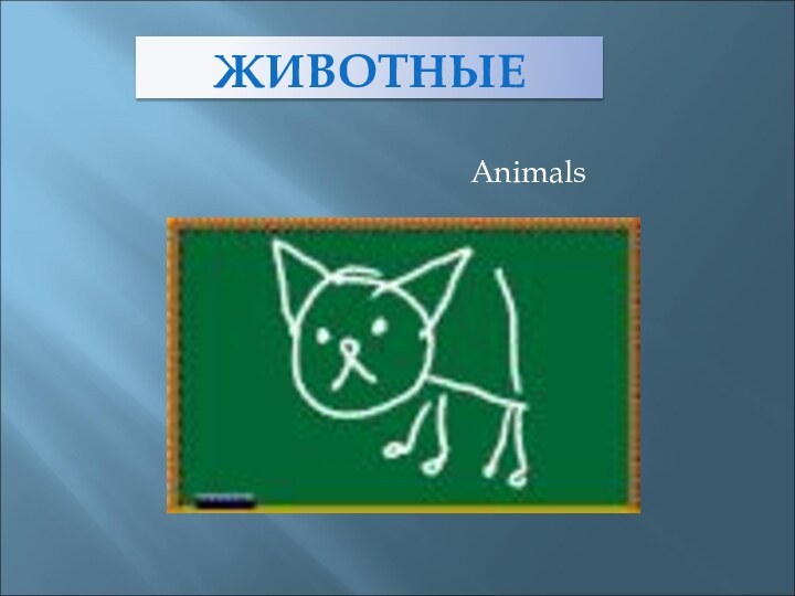 ЖИВОТНЫЕAnimals