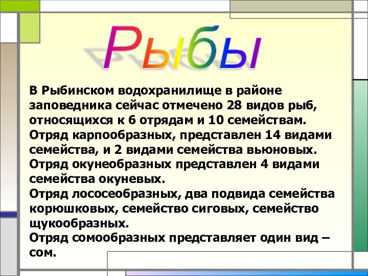 В Рыбинском водохранилище в районе заповедника сейчас отмечено 28 видов рыб, относящихся