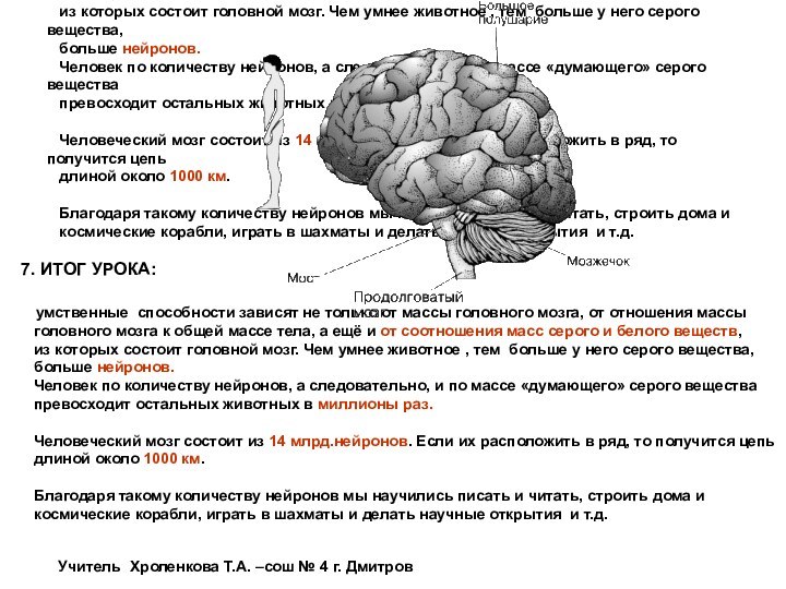 7. ИТОГ УРОКА:  умственные способности зависят не только от массы головного