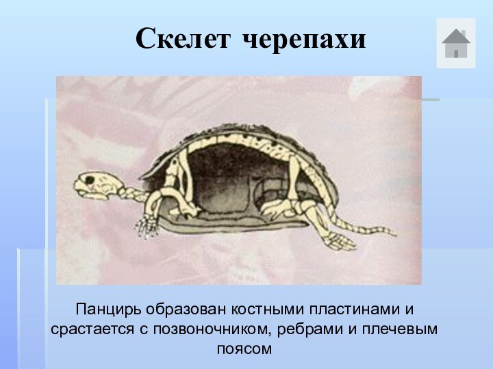 Скелет черепахиПанцирь образован костными пластинами и срастается с позвоночником, ребрами и плечевым поясом