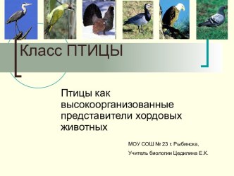 Класс Птицы. Птицы как высокоорганизованные представители хордовых животных