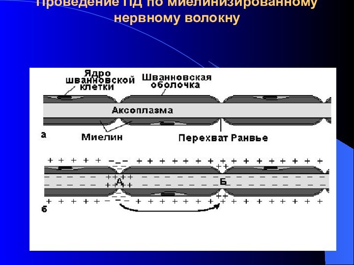 Проведение ПД по миелинизированному нервному волокну