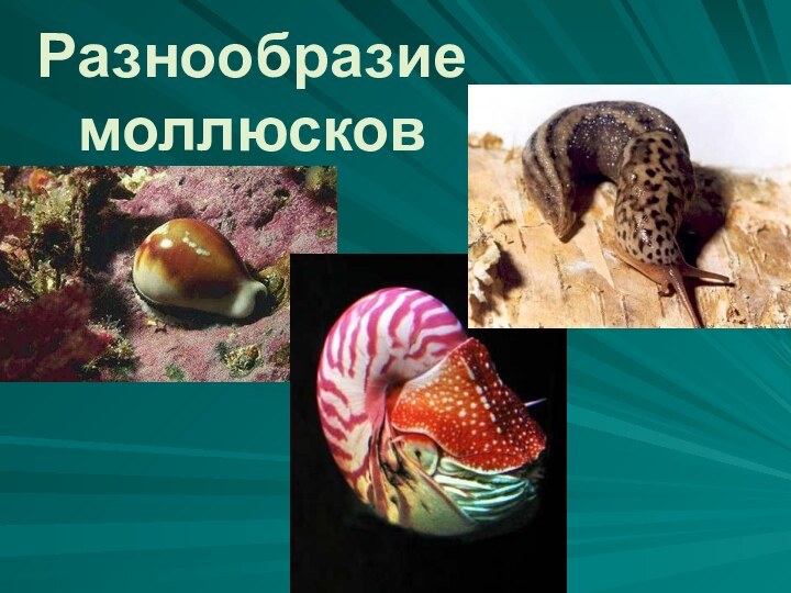 Разнообразие моллюсков