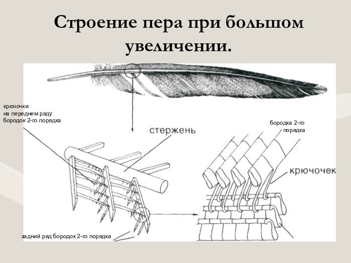 Строение пера при большом увеличении.задний ряд бородок 2-го порядка