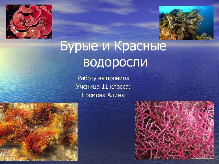 Бурые и Красные  водорослиРаботу выполнила Ученица 11 класса: Громова Алина