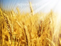 Зерновые культуры - презентация по Географии