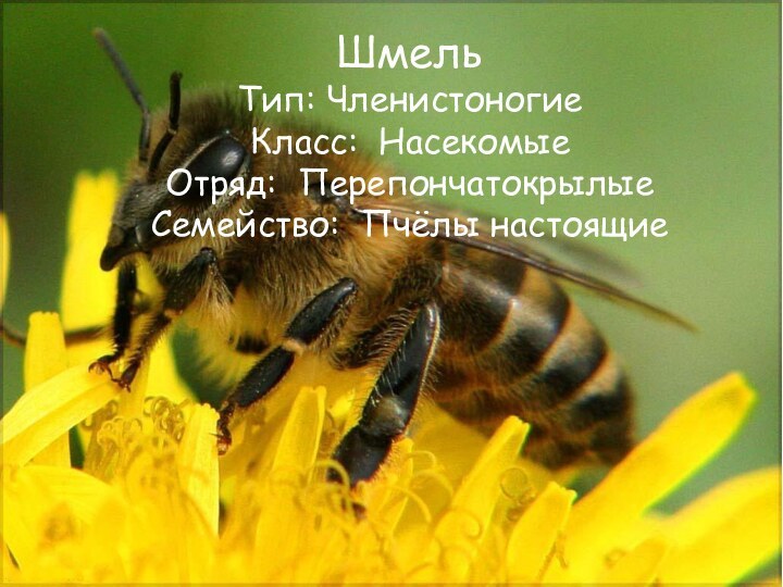 Шмель Тип: Членистоногие Класс:  Насекомые Отряд:  Перепончатокрылые Семейство:  Пчёлы настоящие