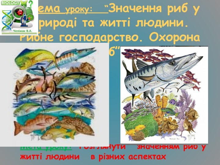 Тема уроку:  “Значення риб у природі та житті людини.
