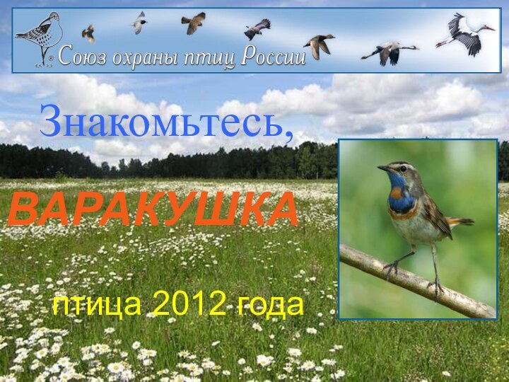 Знакомьтесь,ВАРАКУШКА птица 2012 года