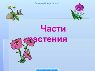 ЧАСТИ РАСТЕНИЯ