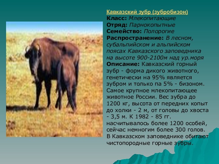 Кавказский зубр (зубробизон) Класс: Млекопитающие Отряд: Парнокопытные Семейство: Полорогие Распространение: В