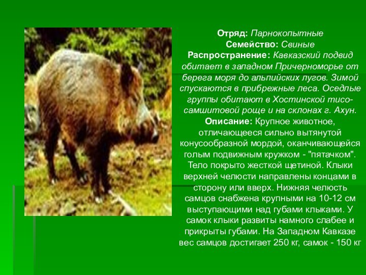 Отряд: Парнокопытные Семейство: Свиные Распространение: Кавказский подвид обитает в западном Причерноморье от