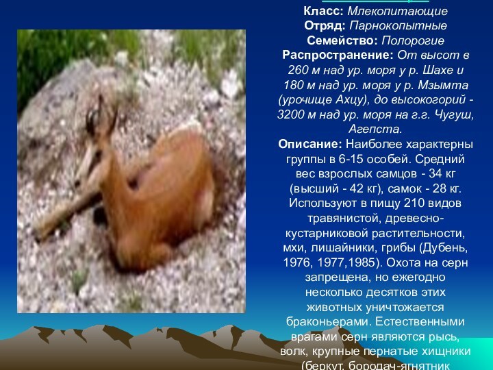 Кавказская серна Класс: Млекопитающие Отряд: Парнокопытные Семейство: Полорогие Распространение: От высот в