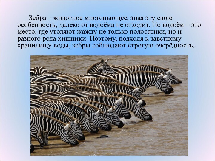 Зебра – животное многопьющее, зная эту