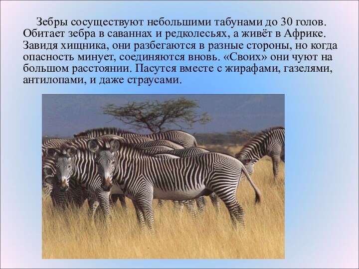 Зебры сосуществуют небольшими табунами до 30 голов.