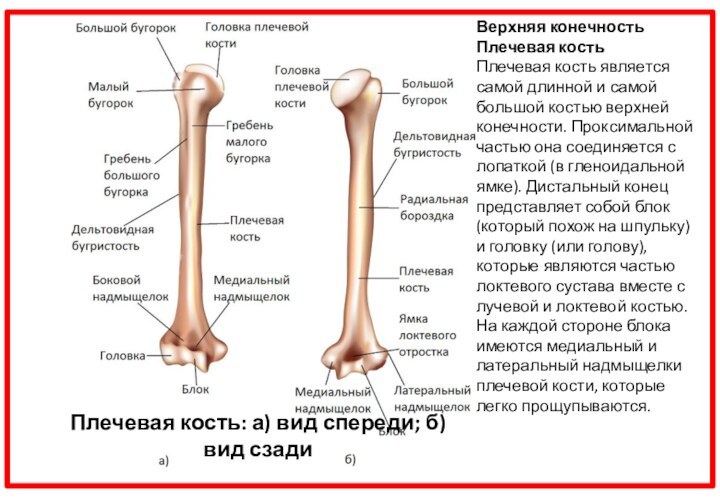 Плечевая кость: а) вид спереди; б) вид сзадиВерхняя конечностьПлечевая костьПлечевая кость
