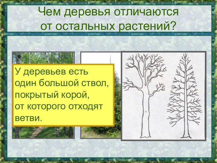 Чем деревья отличаются от остальных растений?У деревьев есть один большой ствол,покрытый корой, от которого отходят ветви.