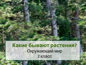 Какие бывают растения?