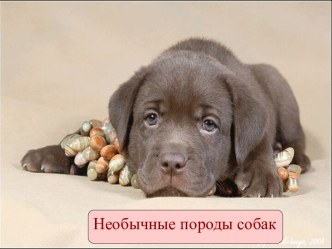 Необычные породы собак