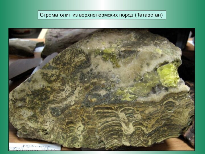 Строматолит из верхнепермских пород (Татарстан)