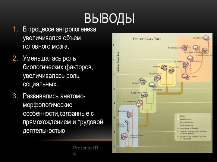 ВЫВОДЫВ процессе антропогенеза увеличивался объем головного мозга.Уменьшалась роль биологических факторов, увеличивалась роль