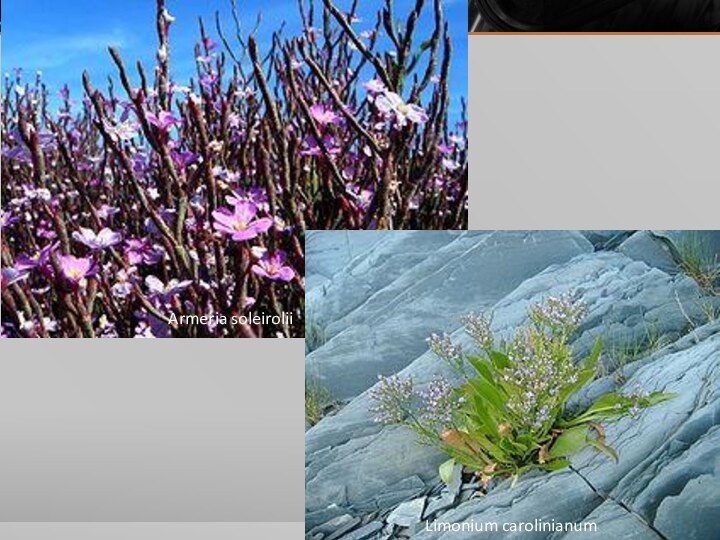 Armeria soleiroliiLimonium carolinianum