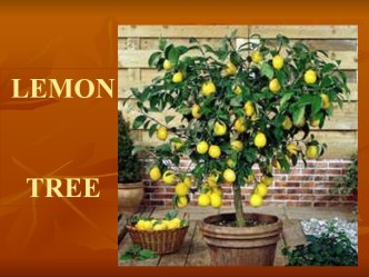 Lemon tree