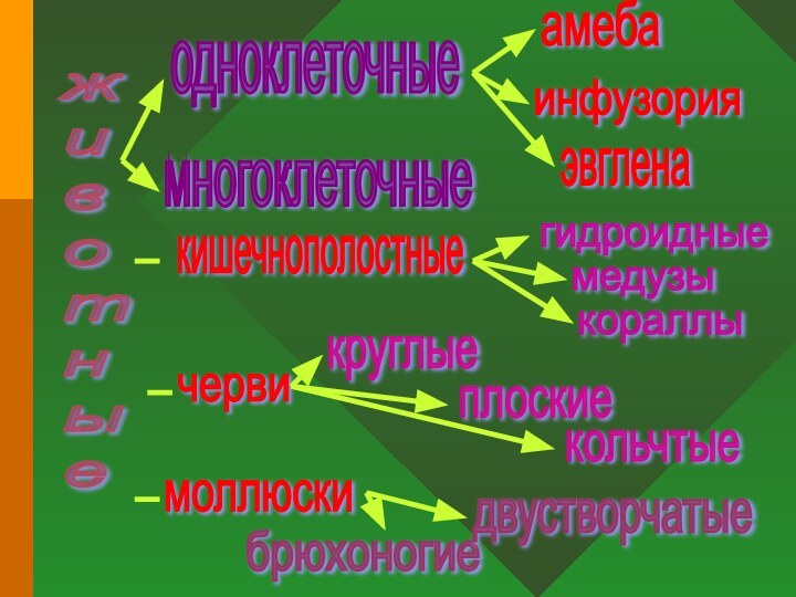 одноклеточныемногоклеточныеинфузорияамебаэвгленакишечнополостныечервимоллюскигидроидныемедузыкораллыкруглыеплоскиекольчтыебрюхоногиедвустворчатыеж  и  в  о  т  н  ы  е