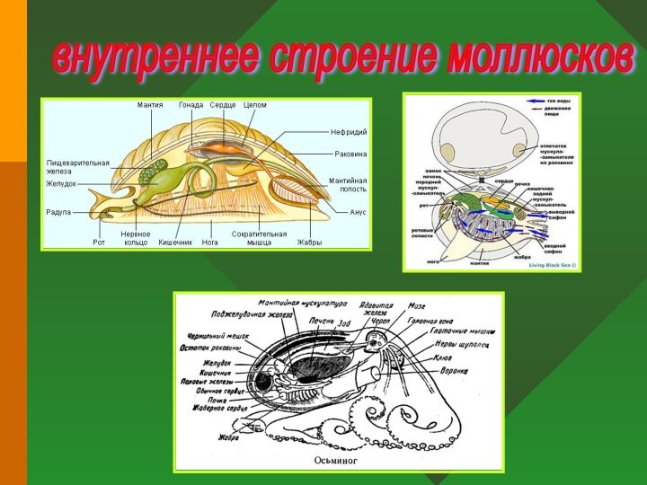 внутреннее строение моллюсков