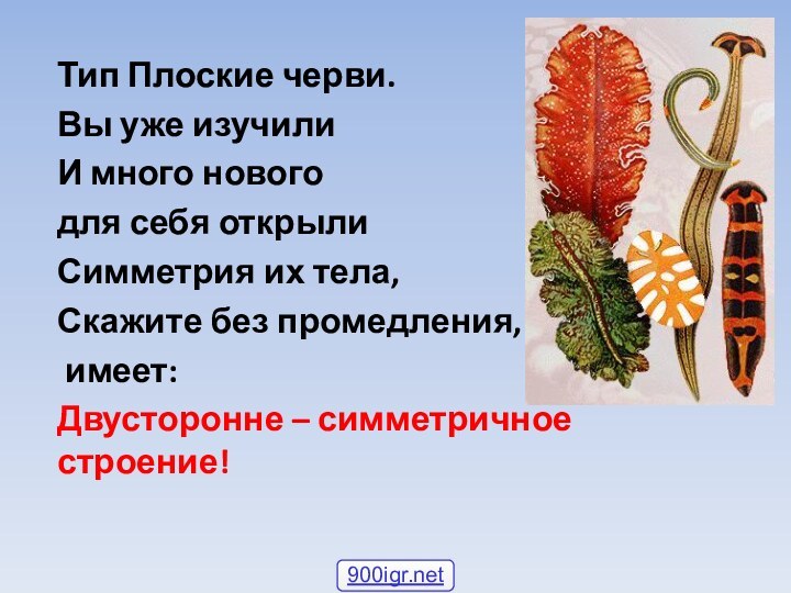 Тип Плоские черви.Вы уже изучили И много нового для себя открылиСимметрия их