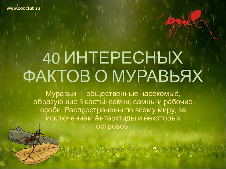 40 ИНТЕРЕСНЫХ ФАКТОВ О МУРАВЬЯХМуравьи — общественные насекомые, образующие 3 касты: самки,