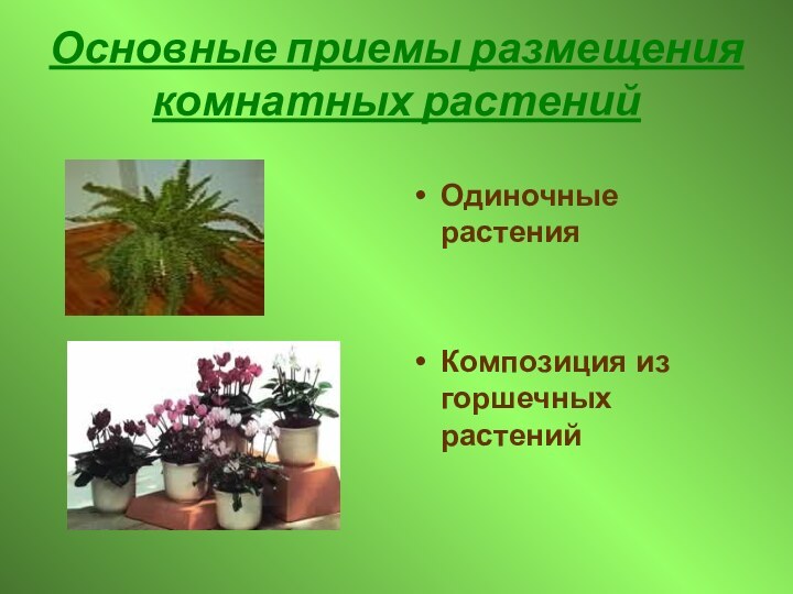 Основные приемы размещения комнатных растенийОдиночные растенияКомпозиция из горшечных растений