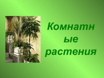 Комнатные растения