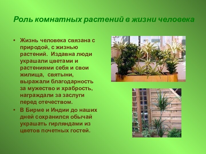 Роль комнатных растений в жизни человекаЖизнь человека связана с природой, с жизнью