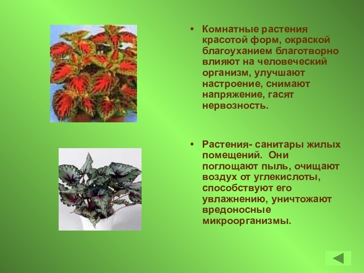 Комнатные растения красотой форм, окраской благоуханием благотворно влияют на человеческий организм, улучшают