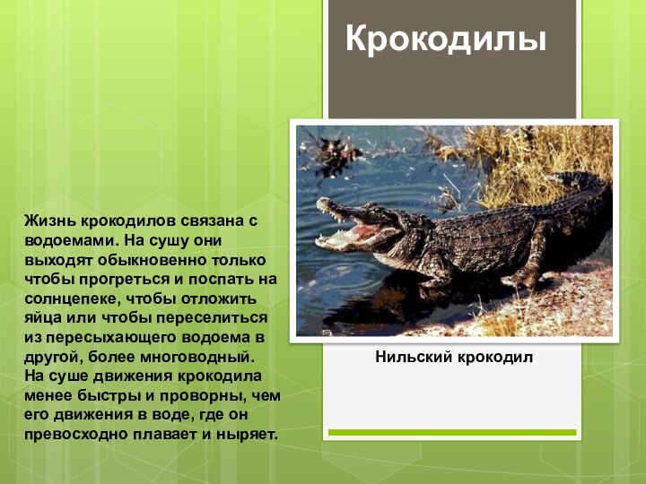 Жизнь крокодилов связана с водоемами. На сушу они выходят обыкновенно только чтобы