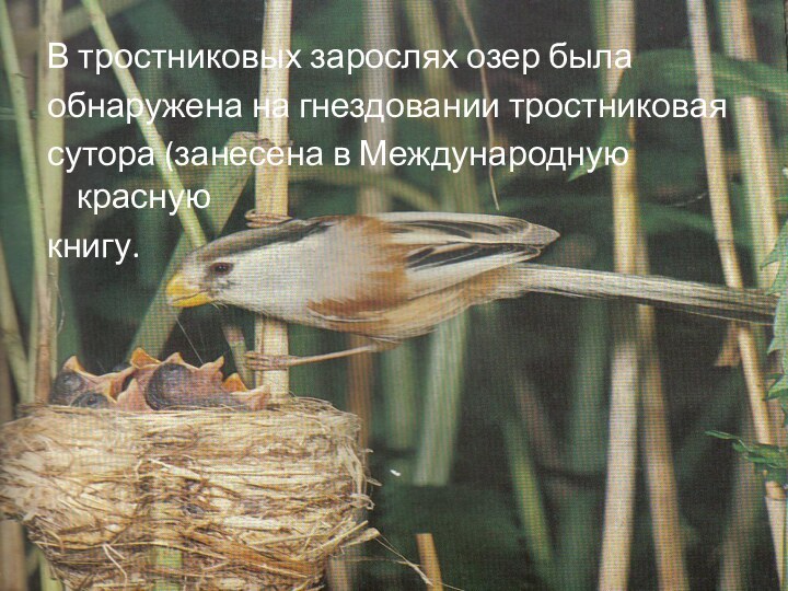 В тростниковых зарослях озер былаобнаружена на гнездовании тростниковаясутора (занесена в Международную краснуюкнигу.