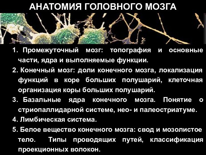 Промежуточный мозг: топография и основные части, ядра и выполняемые функции. Конечный