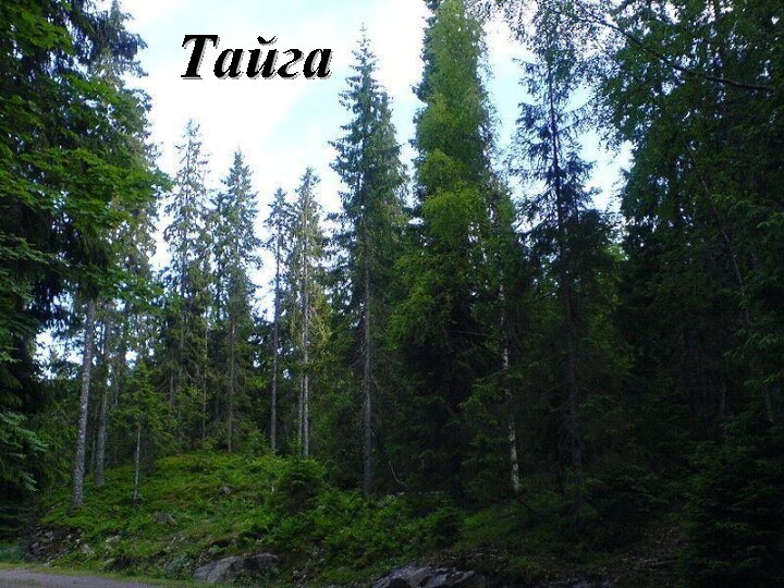 Тайга